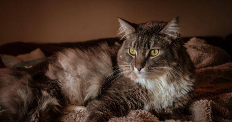 Pexels/Liiz-lauren-1472737