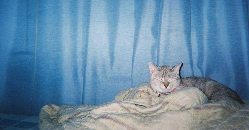 Pexels/Wanchai-thiantanawat-217589