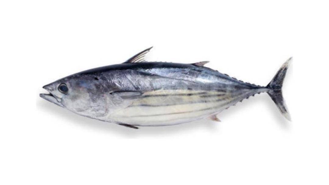 Oceanfishery.co.th
