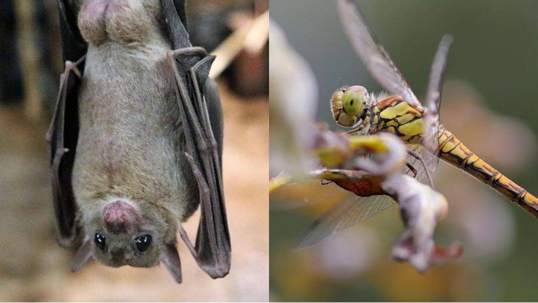 Pixabay.com/kevinsphotos & lolame