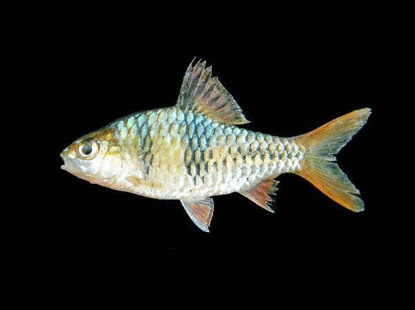 Fishbase.se/Sahat Ratmuangkwang