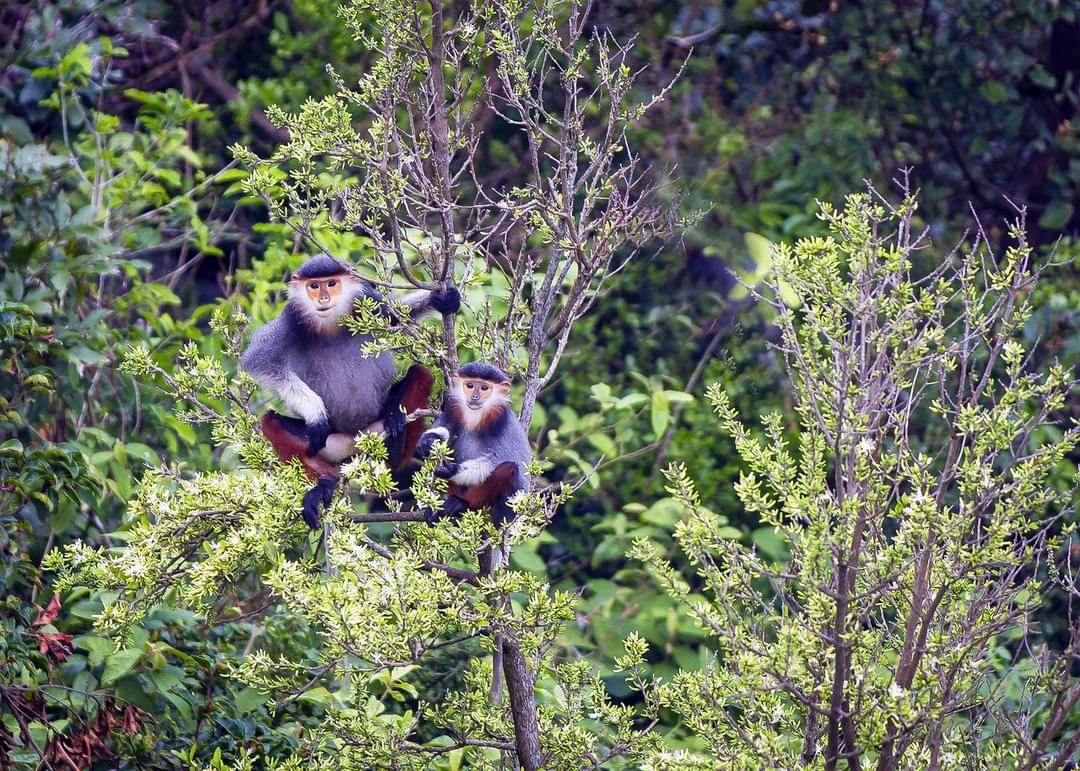 Pixabay/nguyendinhson067