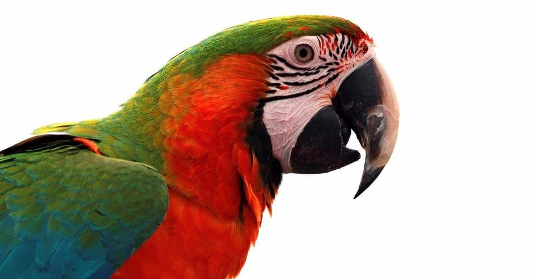 Freepik/kuritafsheen77