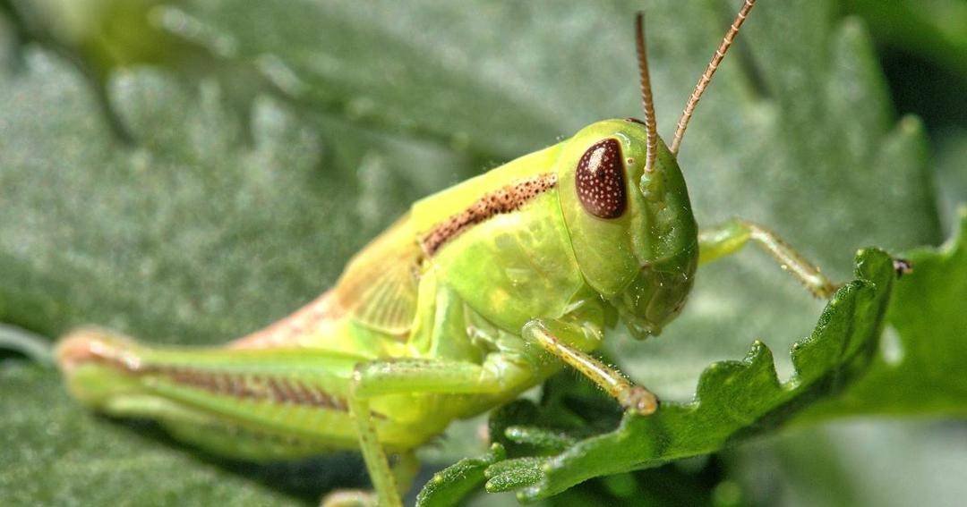 ecowatch.com