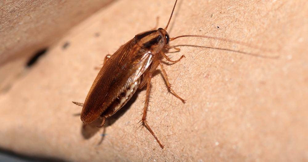 entomologytoday.org