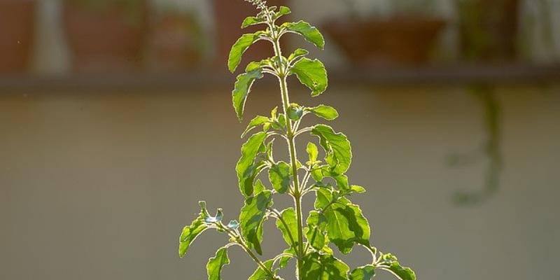 Pixabay/balouriarajesh