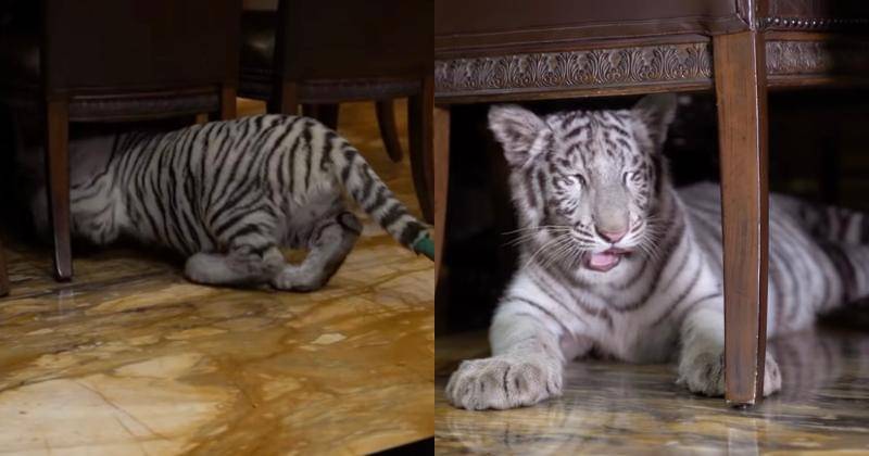 Youtube.com/Alshad Ahmad