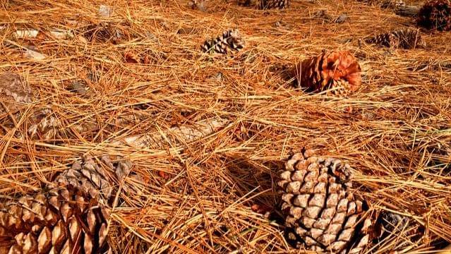 Pexels/william-hoffman-229188