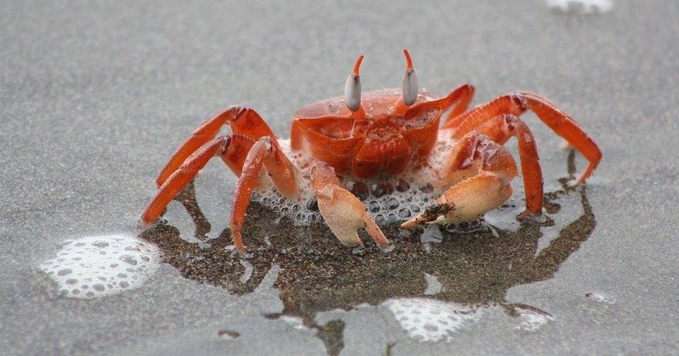 Pixabay/Manuelbeltroy