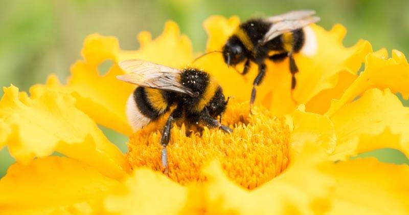 gardeningknowhow.com