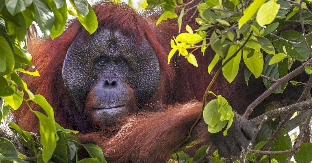 orangutansincrisis.org