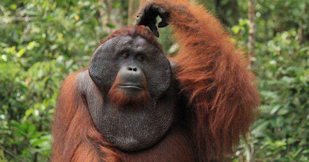 orangutanfoundation.org.au