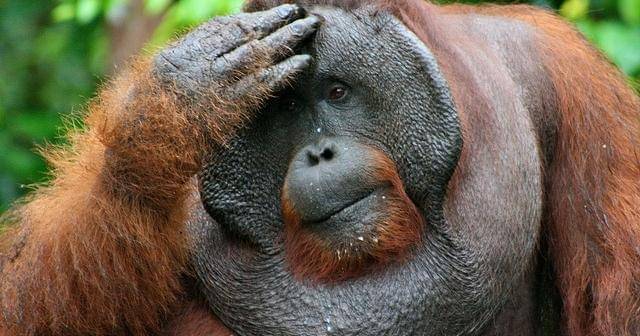 forestsnews.cifor.org