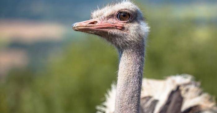 zooportraits.com