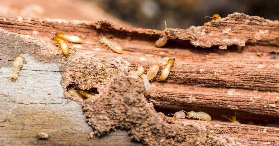 simplifygardening.com