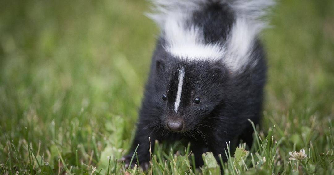 animalcapturewildlifecontrol.com