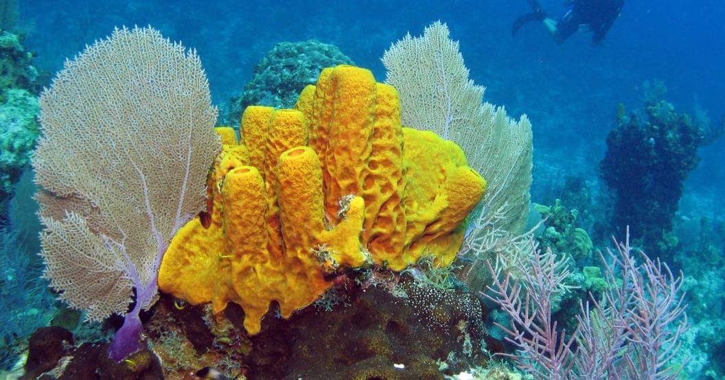 adoptananimalkits.com