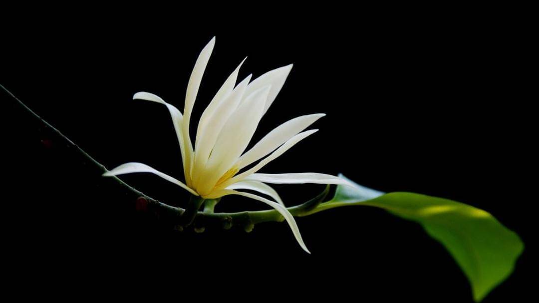 Pixabay/haphamcamera