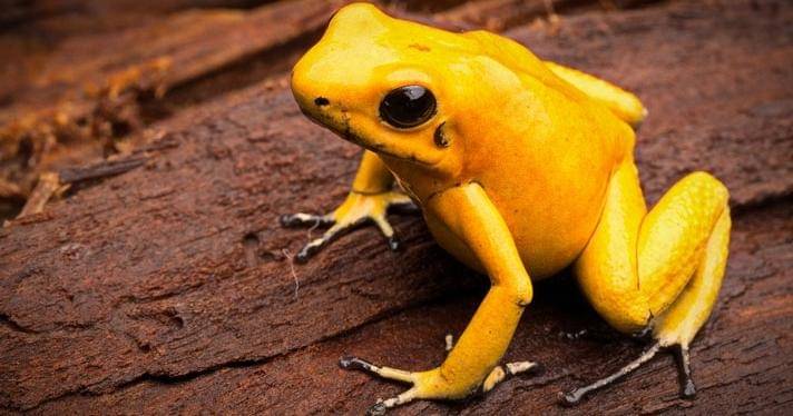 reptilesmagazine.com