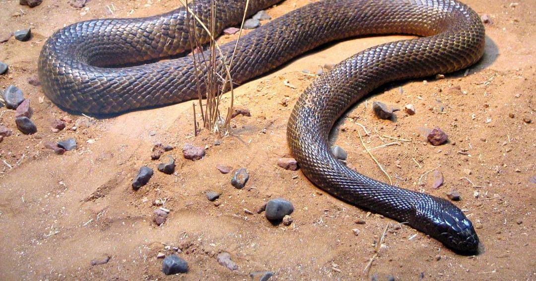 Commons.m.wikimedia.org