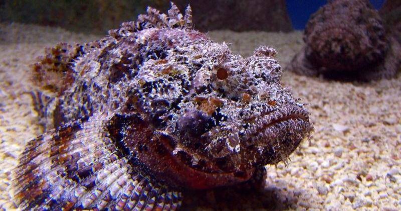 scuba-plus.com