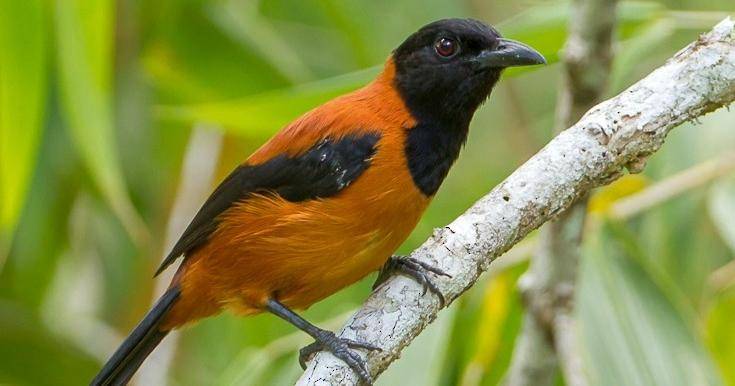ebird.org