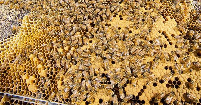 universityofcalifornia.edu