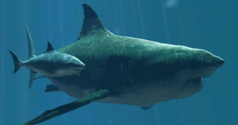 whitesharkprojects.co.za