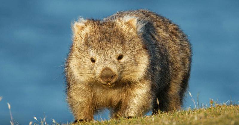 australiangeographic.com.au