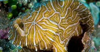 Commons.wikimedia.org