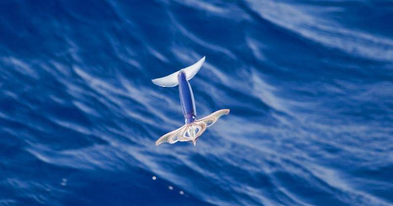 ourmarinespecies.com