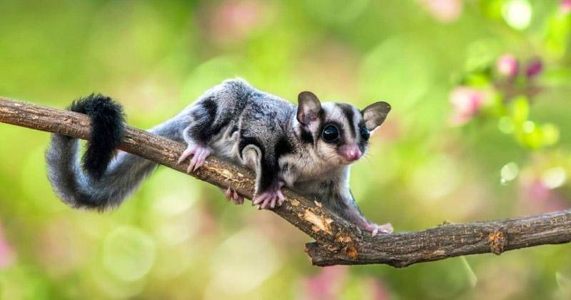 boobookecotours.com.au