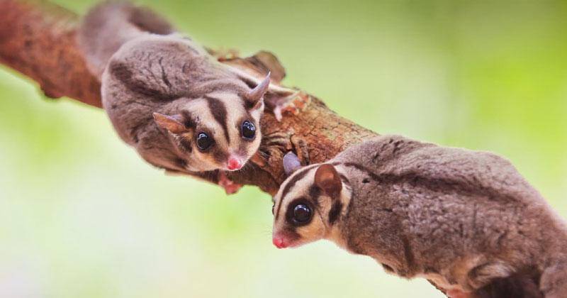 animals.sandiegozoo.org