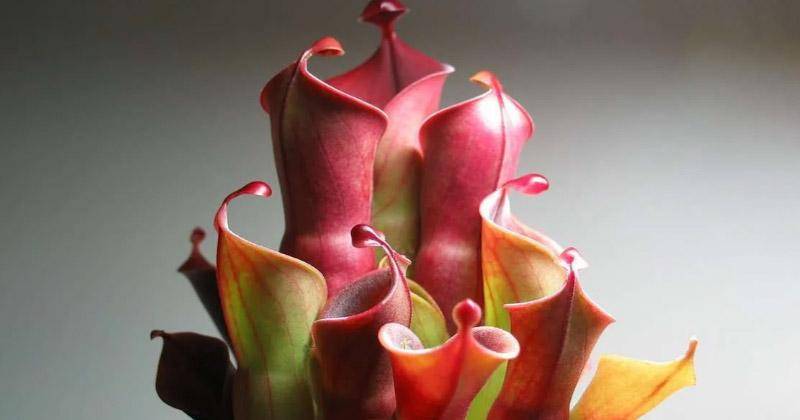 indefenseofplants.com