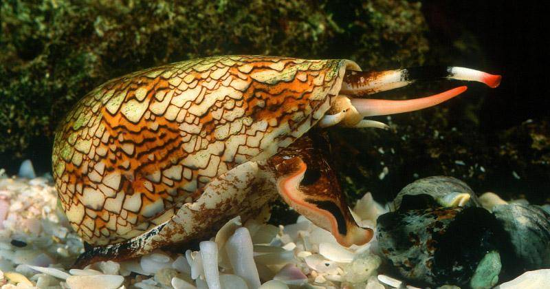 divehub.id