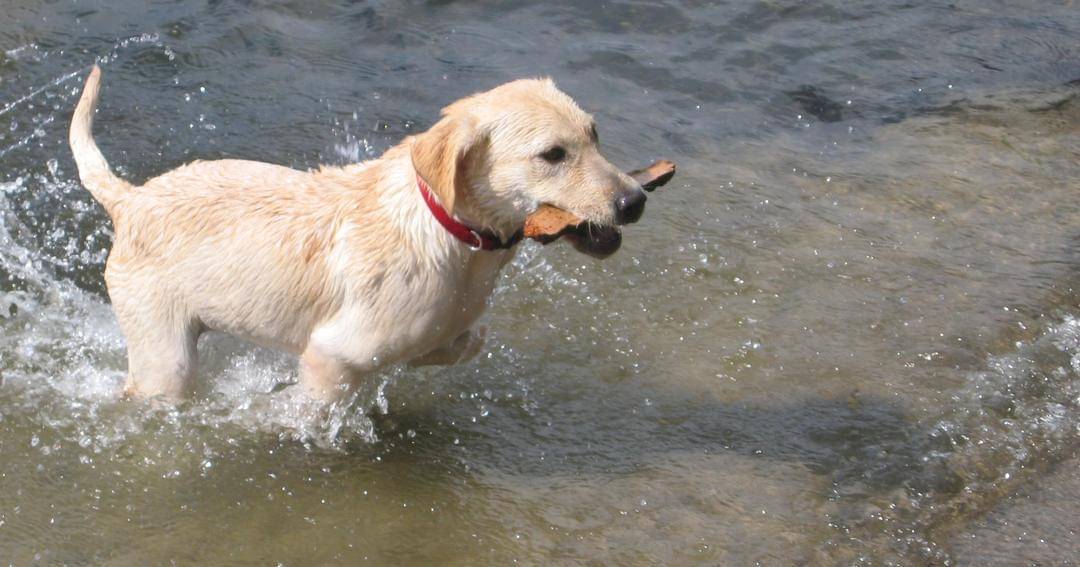 commons.wikimedia.org