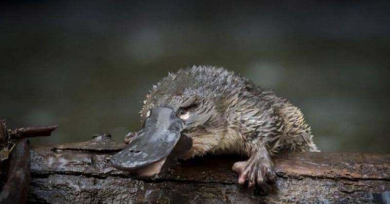 10 Hewan Prasejarah yang Masih Hidup Hingga saat Ini, Beri Tahu Anak!