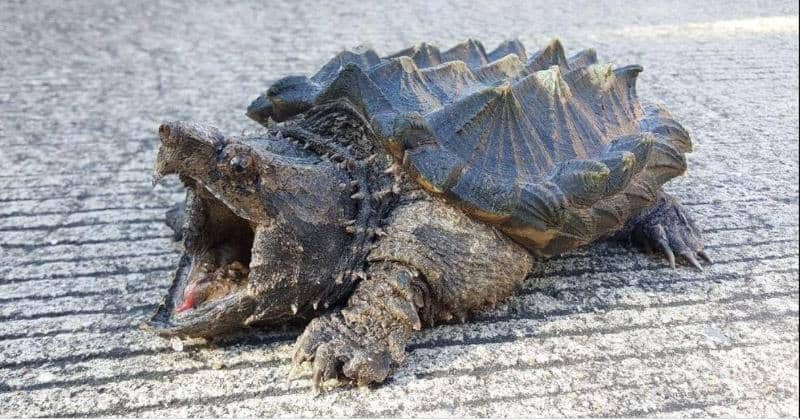 vsbattles.fandom.com