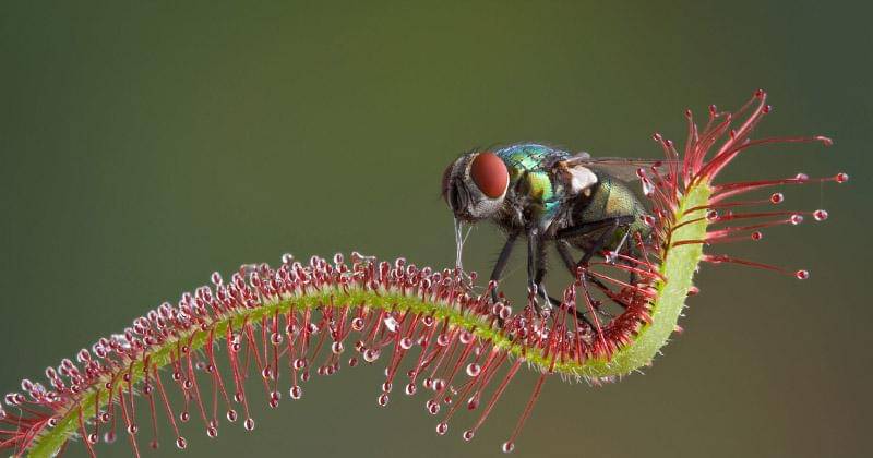 animals.sandiegozoo.org