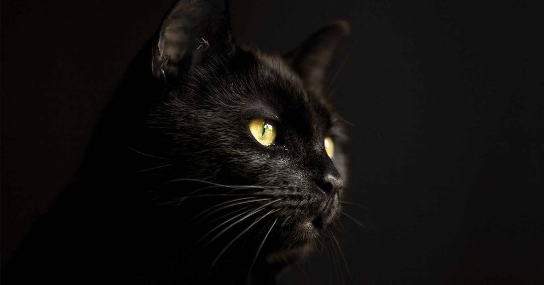 catit.com
