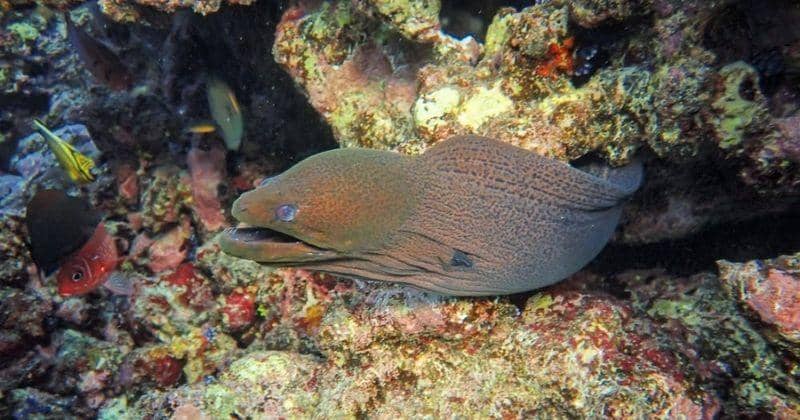 Pexels/Francesco Ungaro