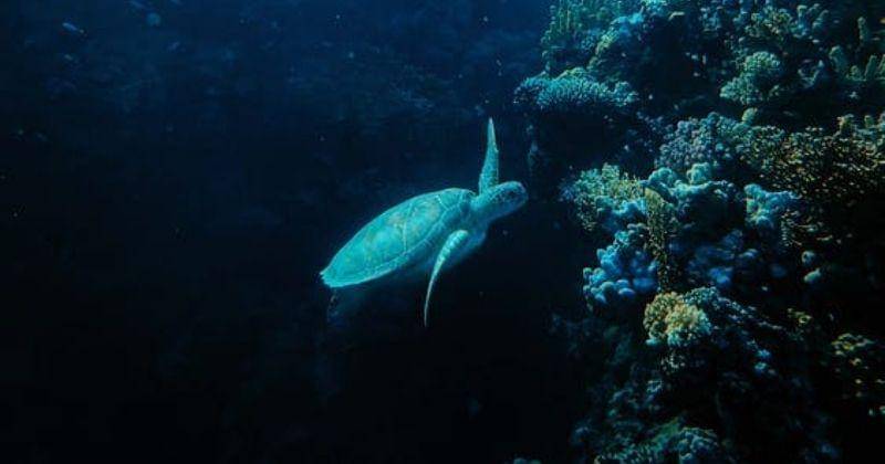 Pexels/Francesco Ungaro