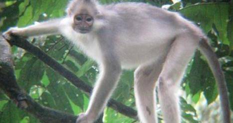 unikonservasifauna.org