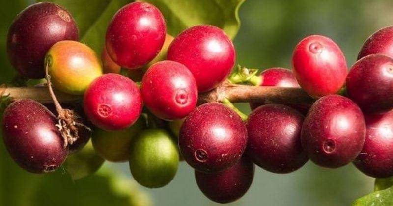 Pinterest.com/Vegalia