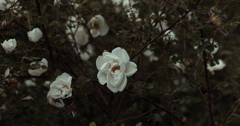 Pexels.com/Юлия Здобнова