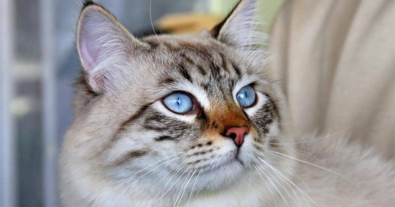 Pexels/Сергей Сёмин