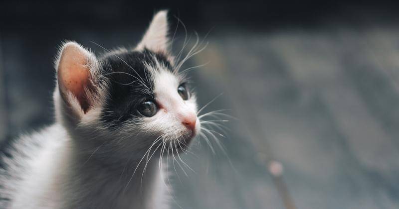 Pexels/Dương Nhân