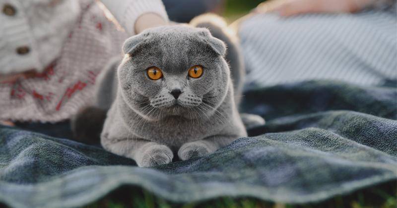 Pexels/Gustavo Fring