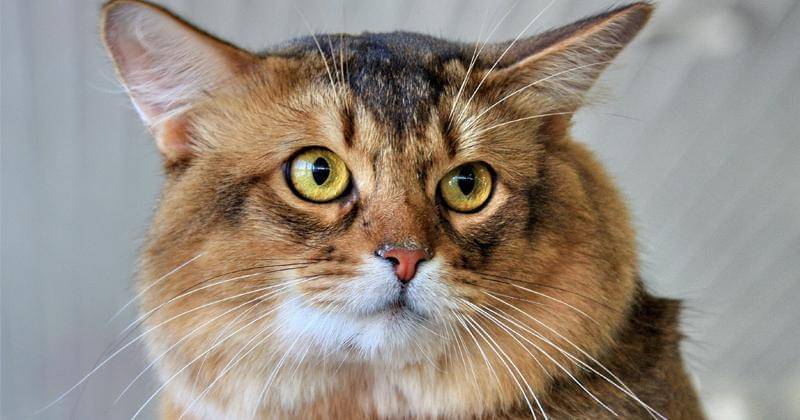 Pexels/Сергей Сёмин