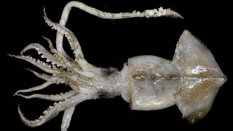 Wikimedia Commons/Hans Hillewaert